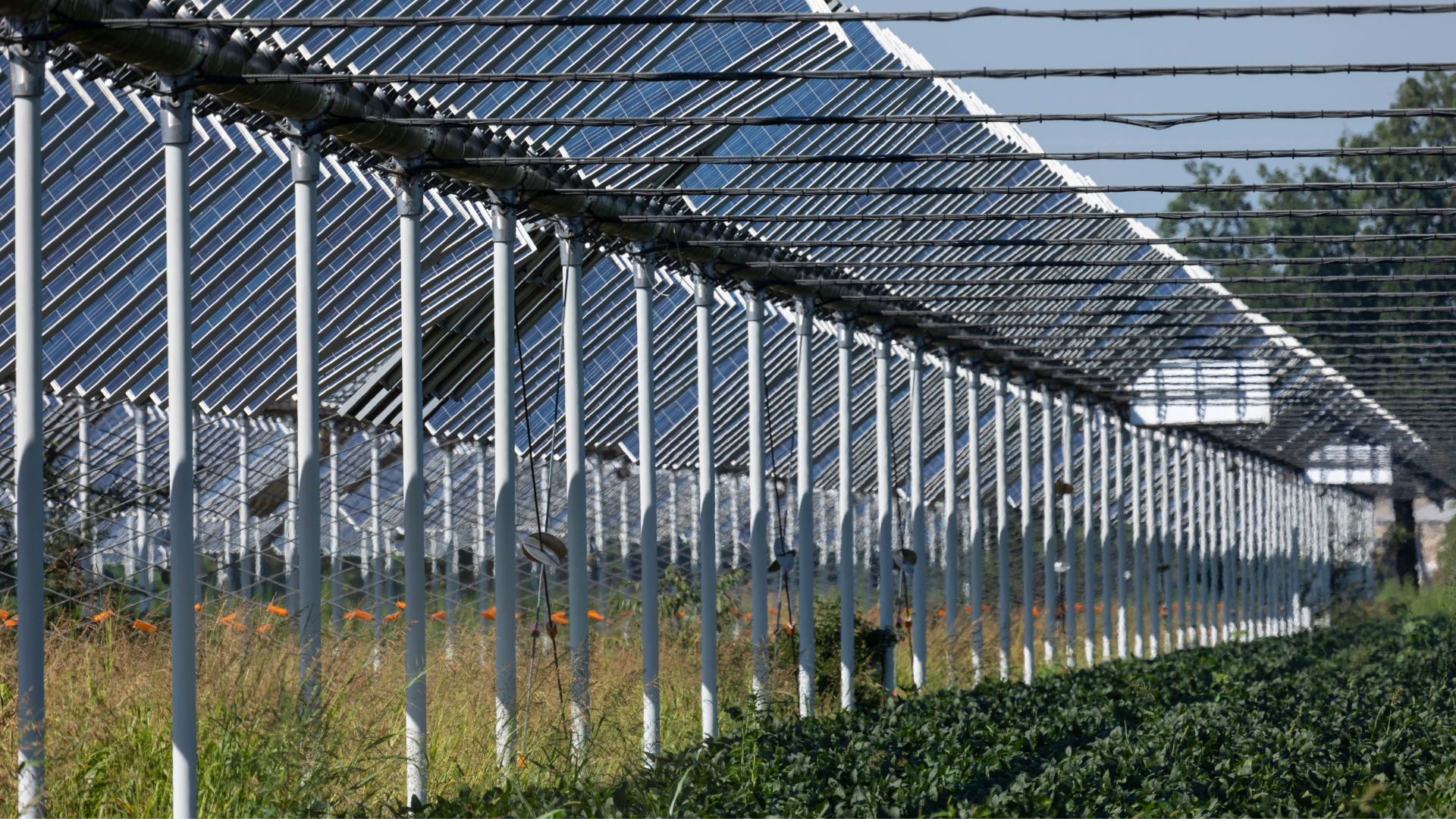 Campo di agrivoltaico